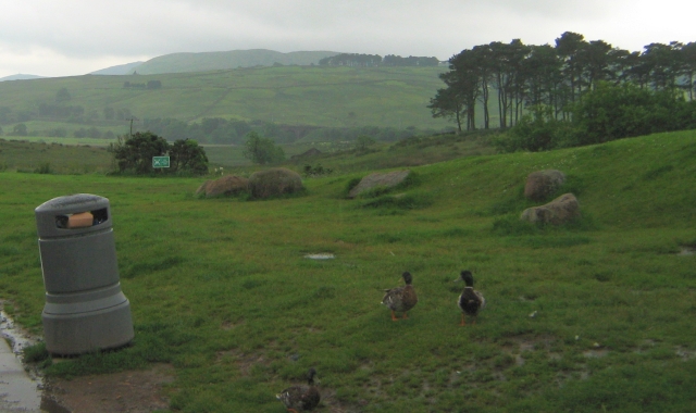 hills and mountains in the rain with 2 ducks in the foreground
